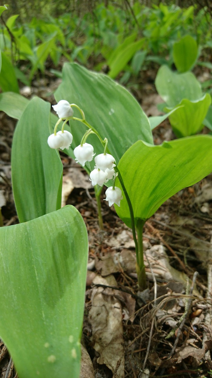 Ландыш