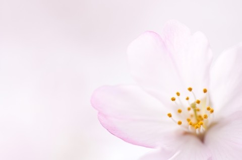Soft Pink