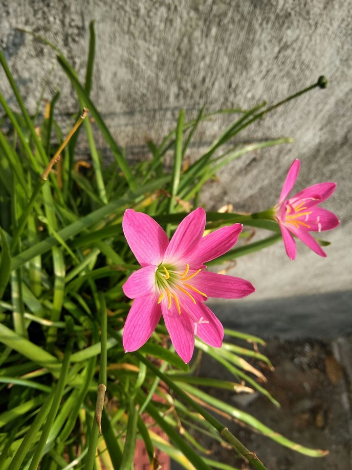 Lily Beauty
