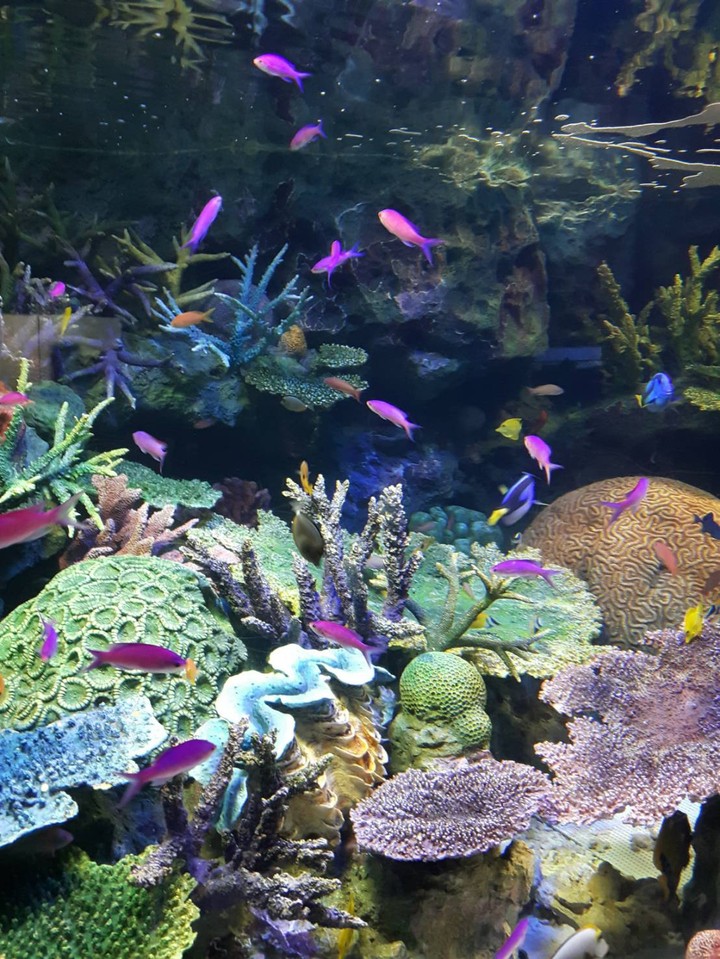 熱帯魚
