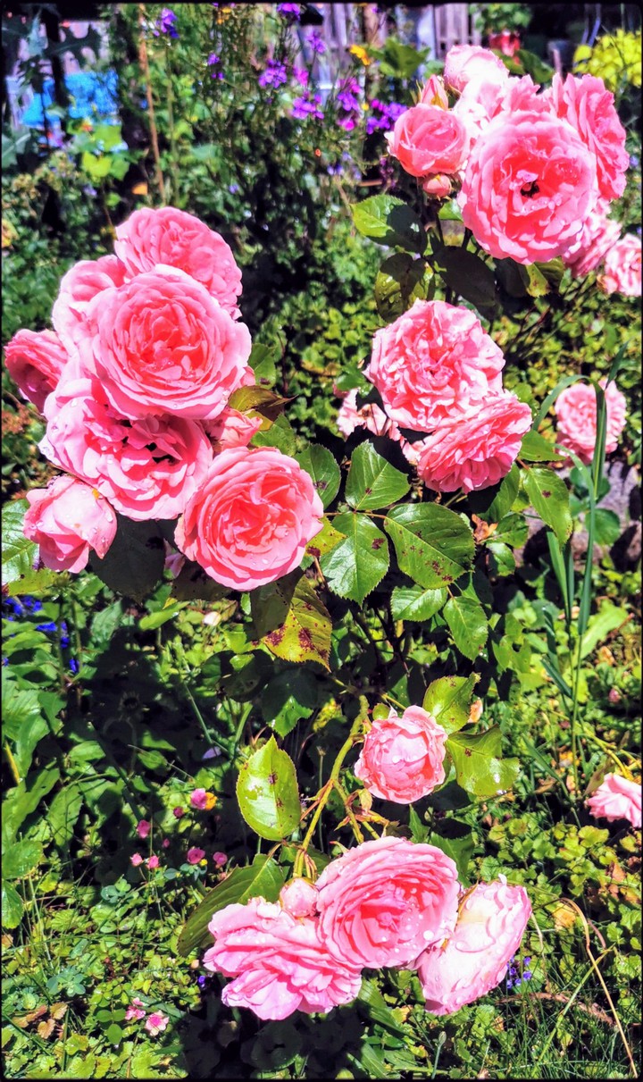rosa Rosen im Garten