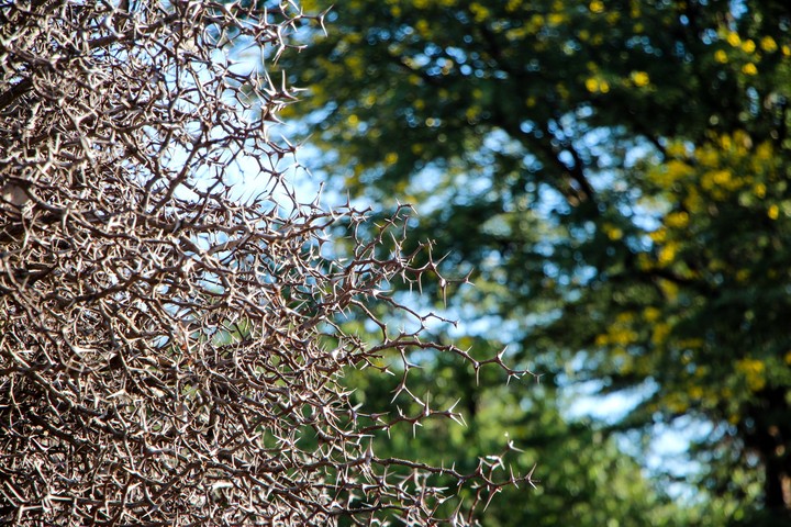 Thorns