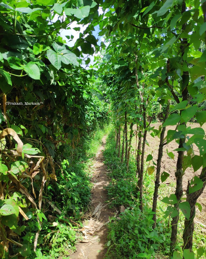 green footpath