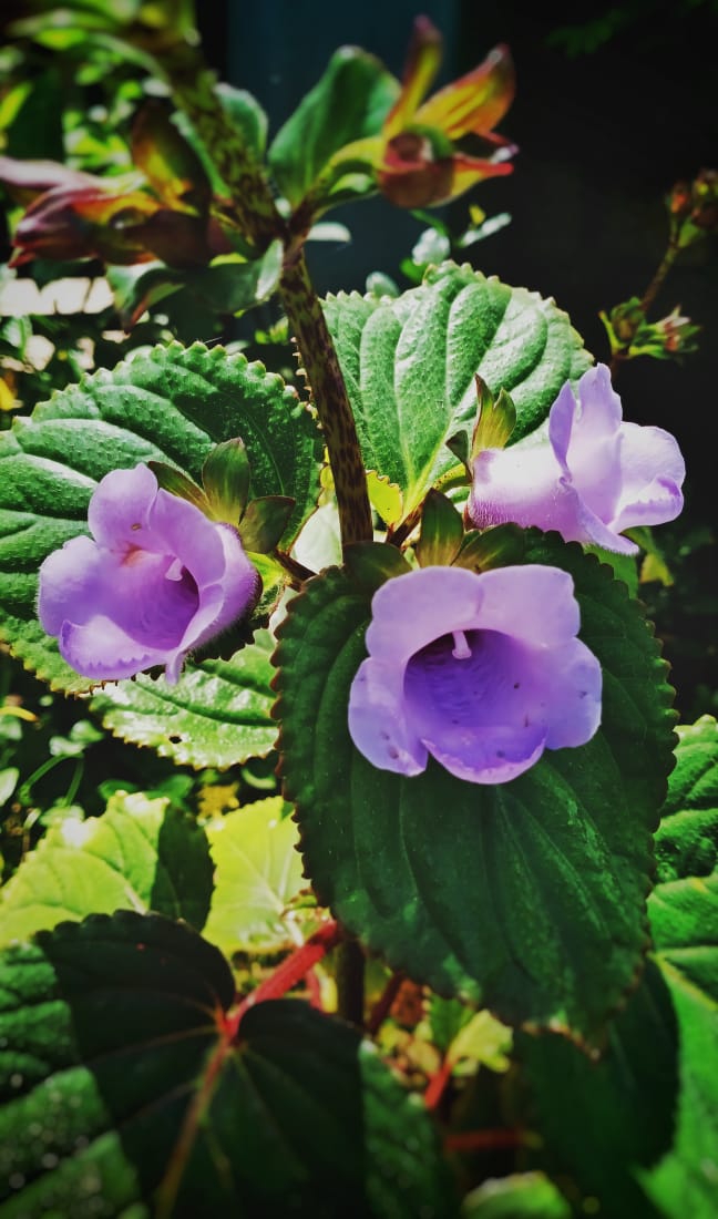 flower