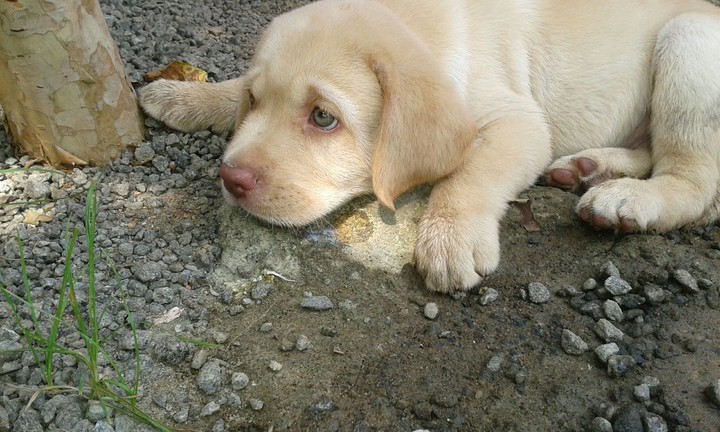 Toby my lol pup