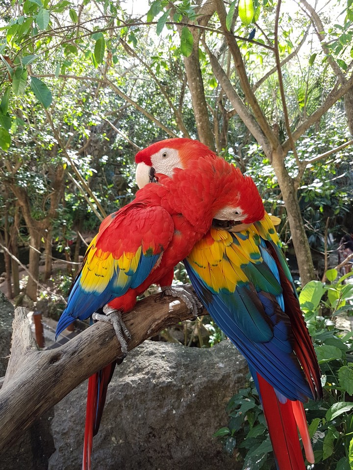 Gucamaya Roja