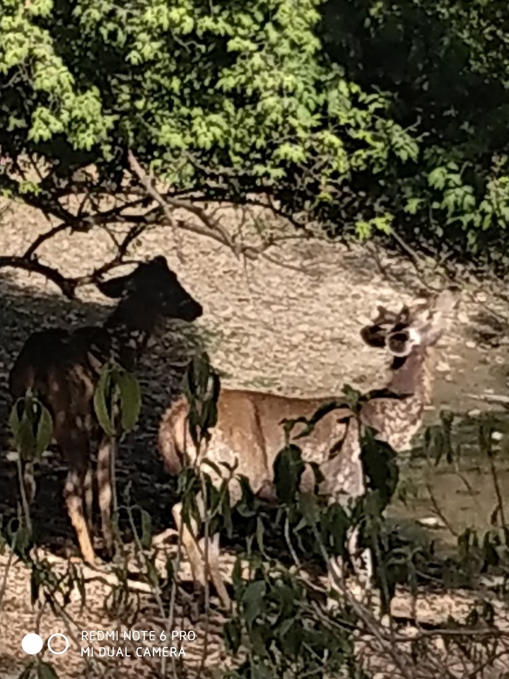 it was when i went to ranthambhore,India