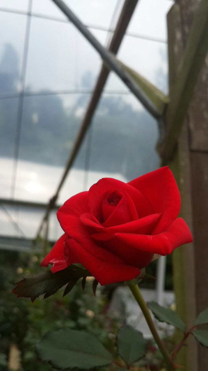 Rose in Garden