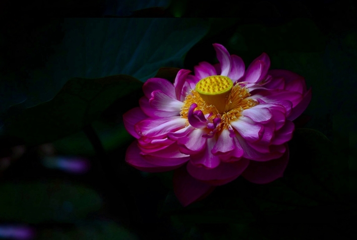 Lotus