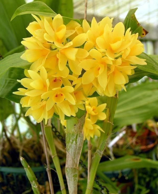 orchid