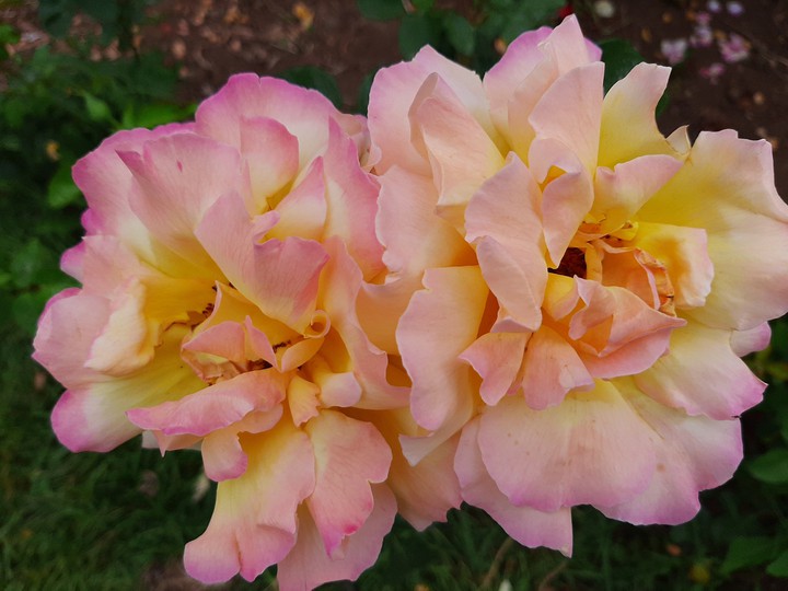 roses
