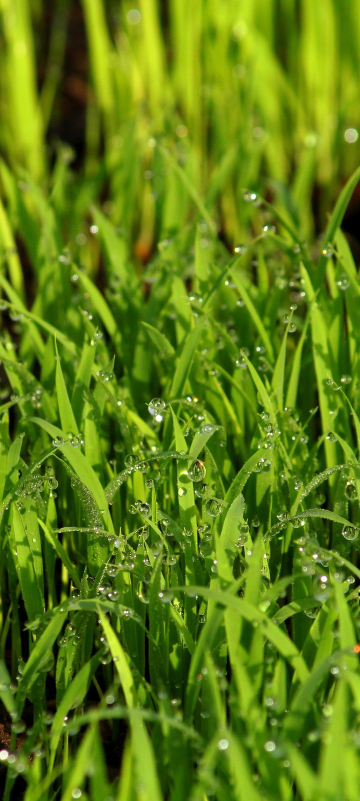 grass_water_drops
