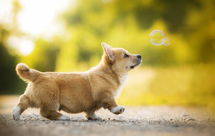 would you awww at this?