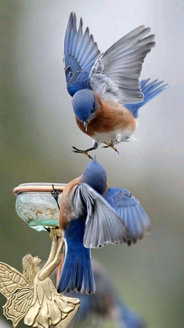 Bird's