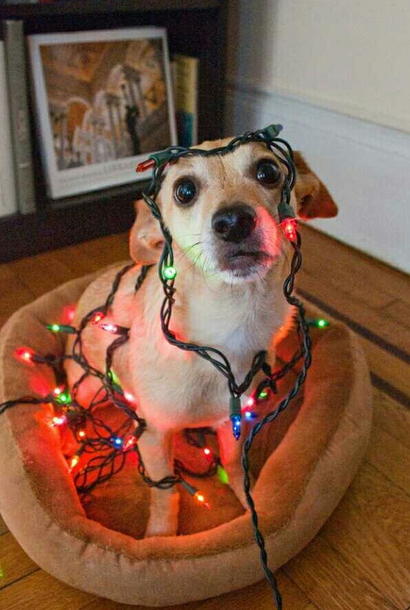 Dog