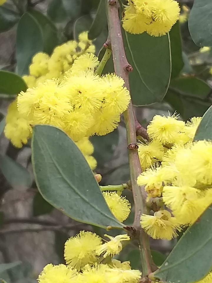 Australian Flora