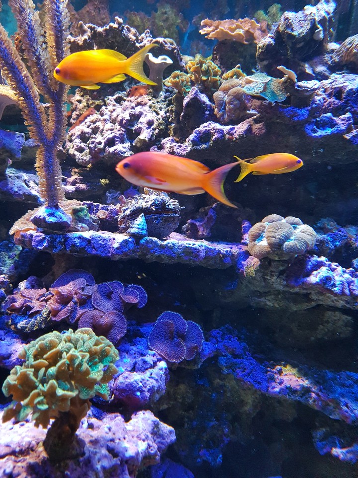 Fish