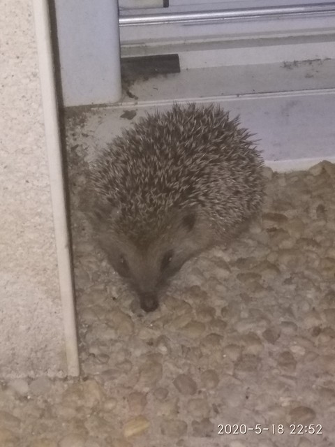un petit hérisson