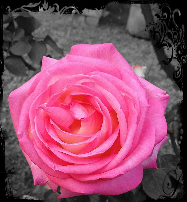 Rose