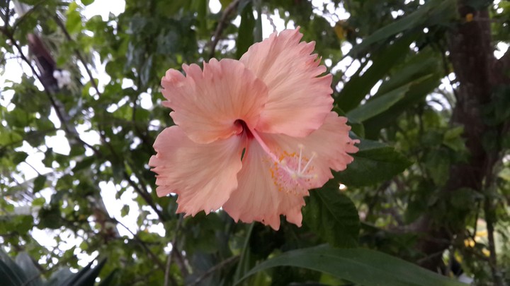 세부의 꽃 flower