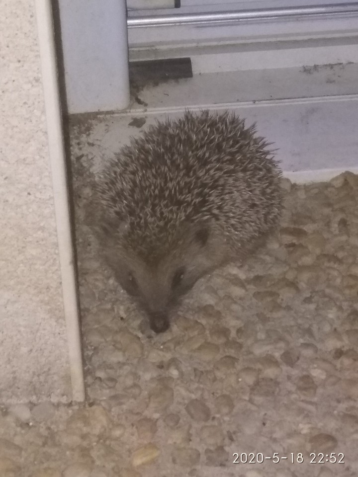 un petit hérisson