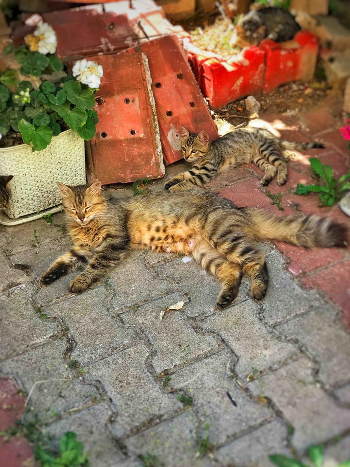 Cat