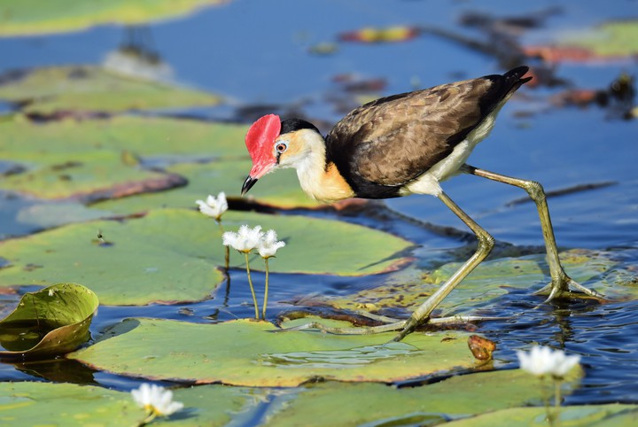 pond