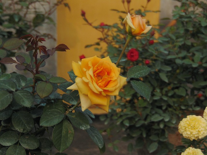 beautiful rose