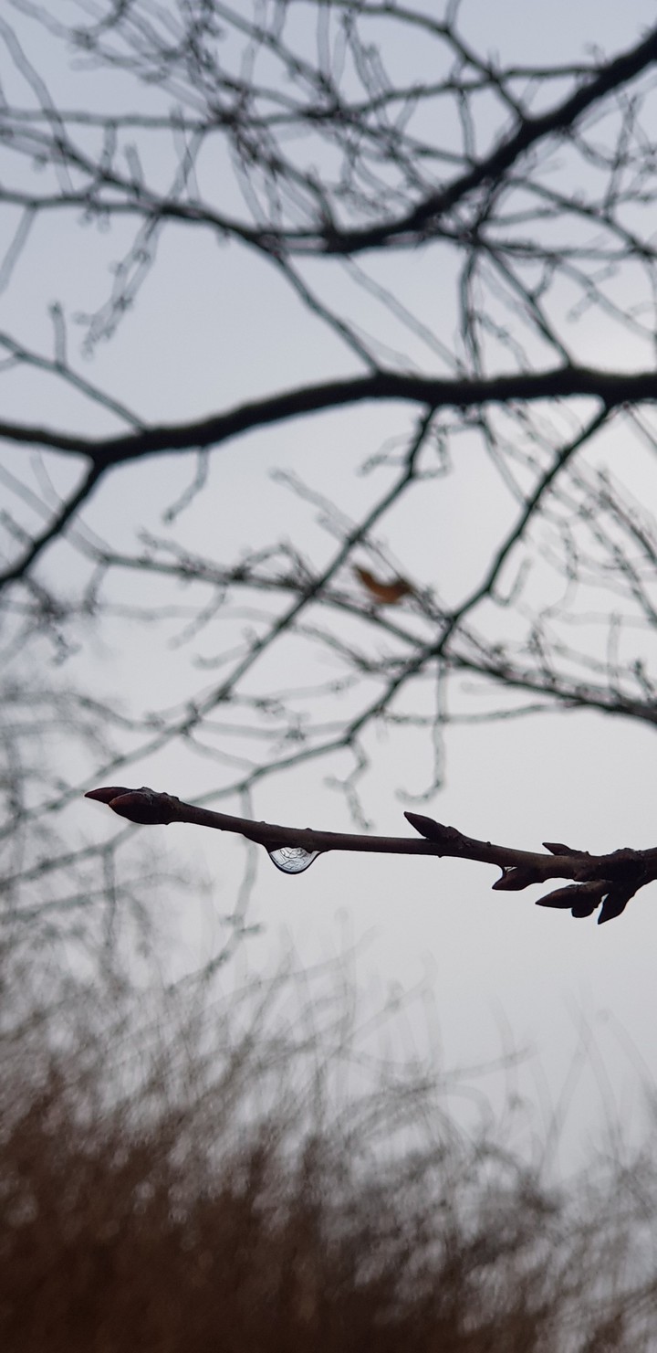 spring is coming