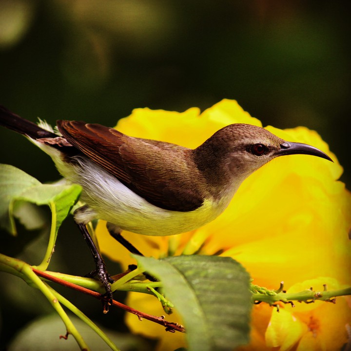 bird