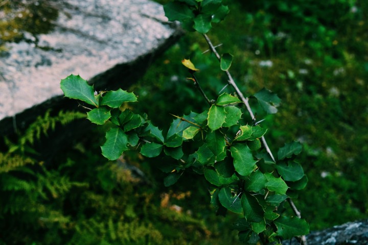 Plant with Thorns