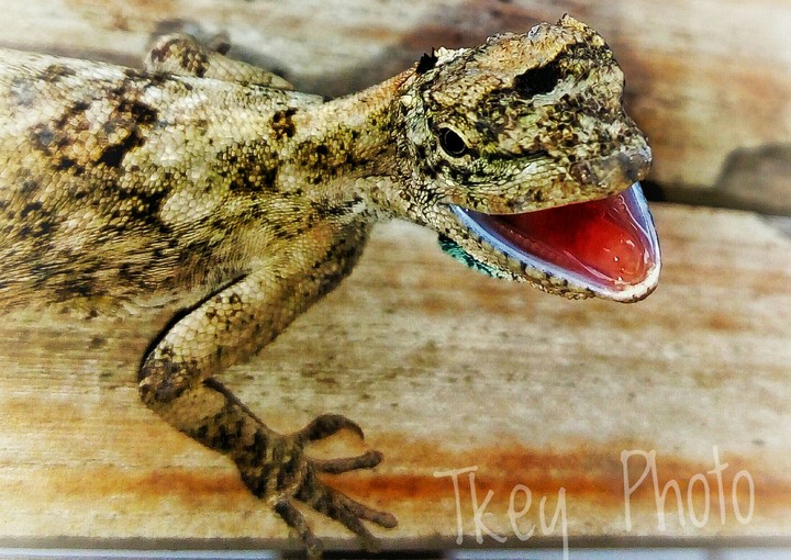 flying lizards