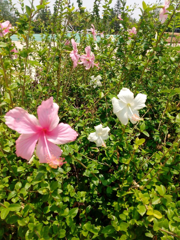 hibiscus flower