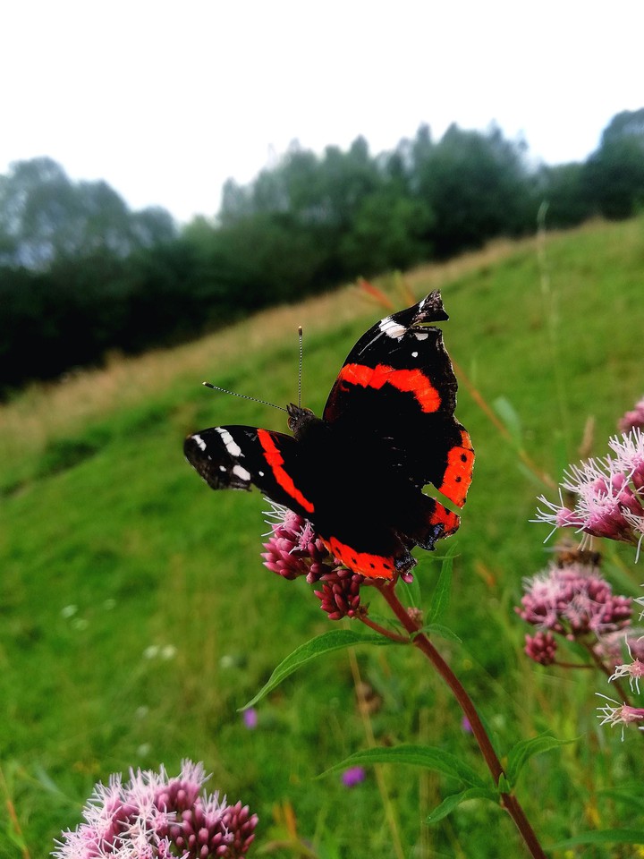 łąka motyl kwiat natura
