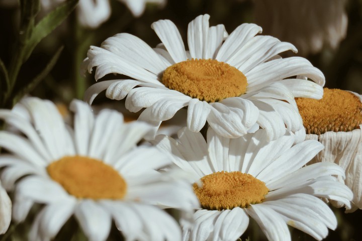 white flower