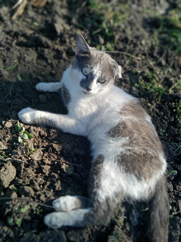 котик