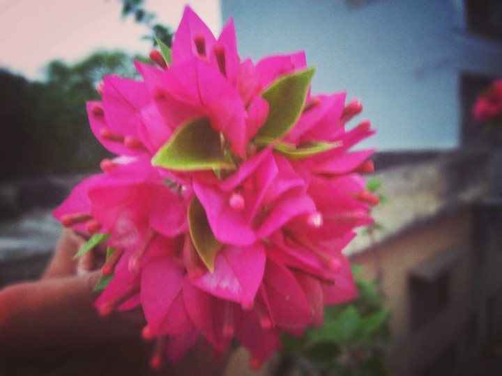Flowers hd wallpaper