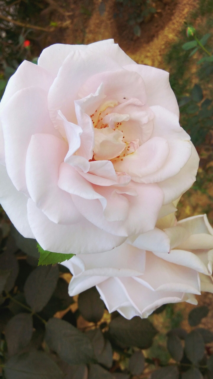 White Rose