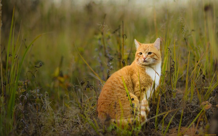 котик