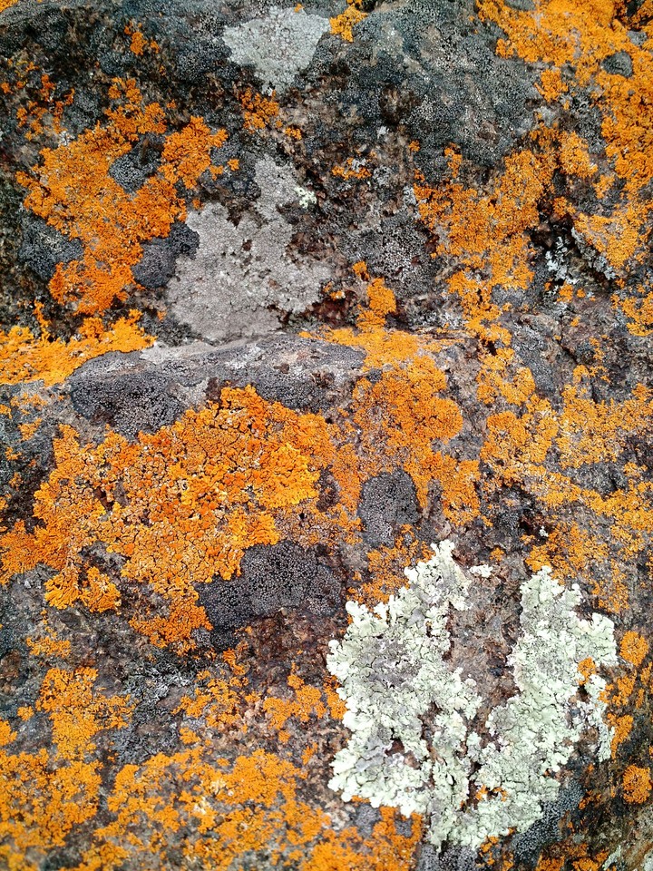 mossy rock