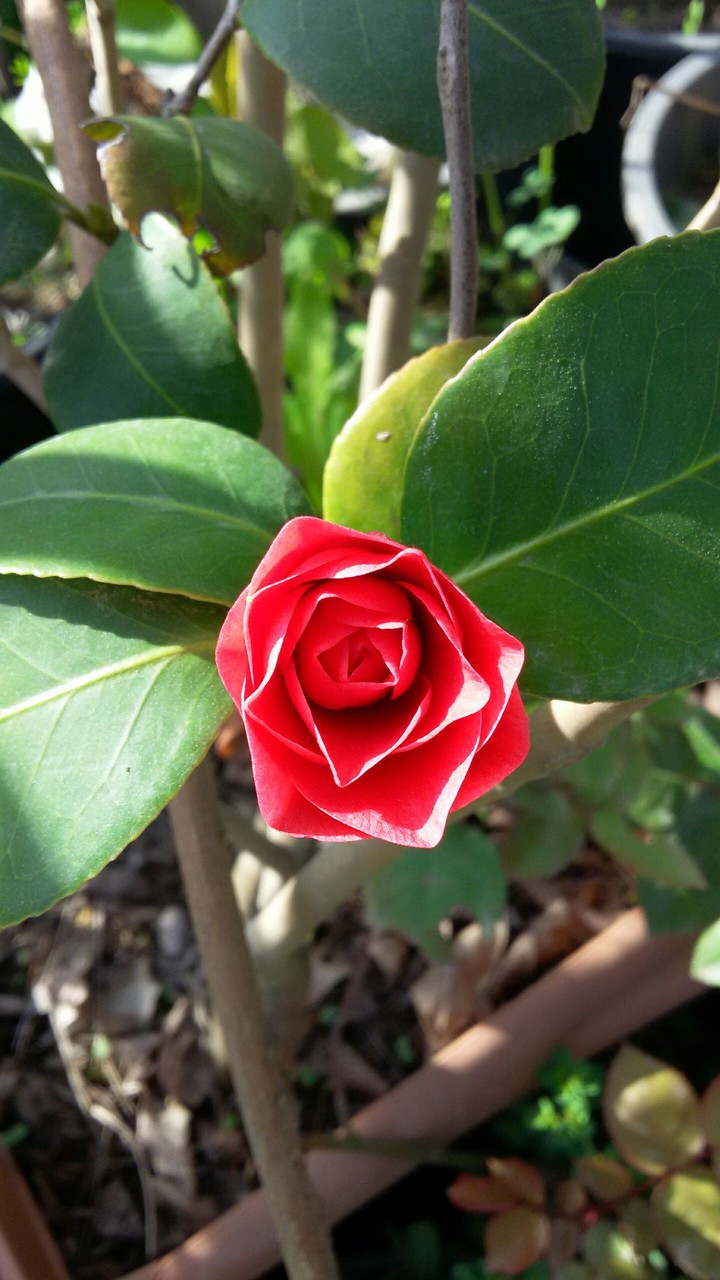 gül rose