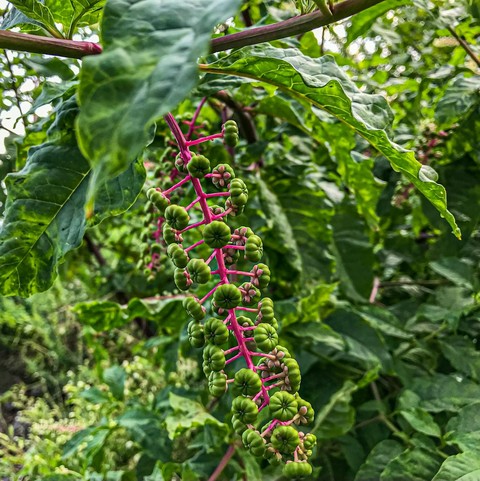sfondi fruit, tree