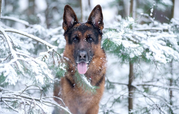 dog