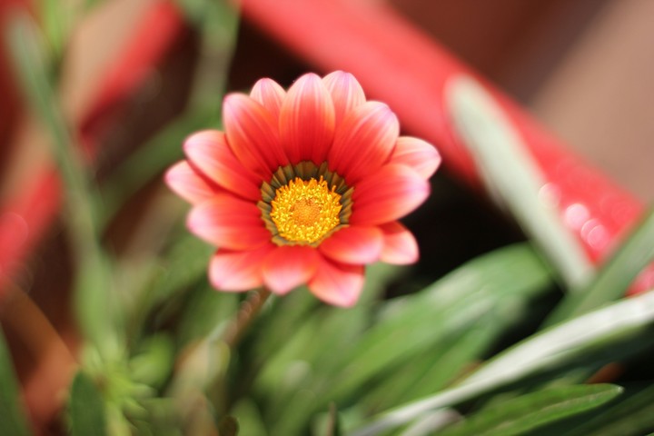 Gerbera