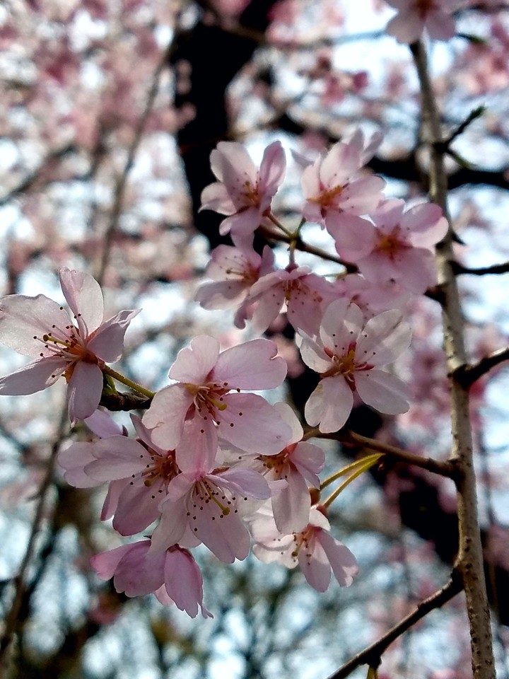 ほころび始めた桜