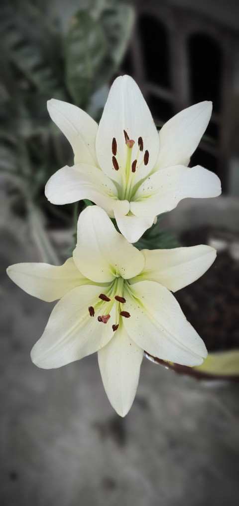 Lilium