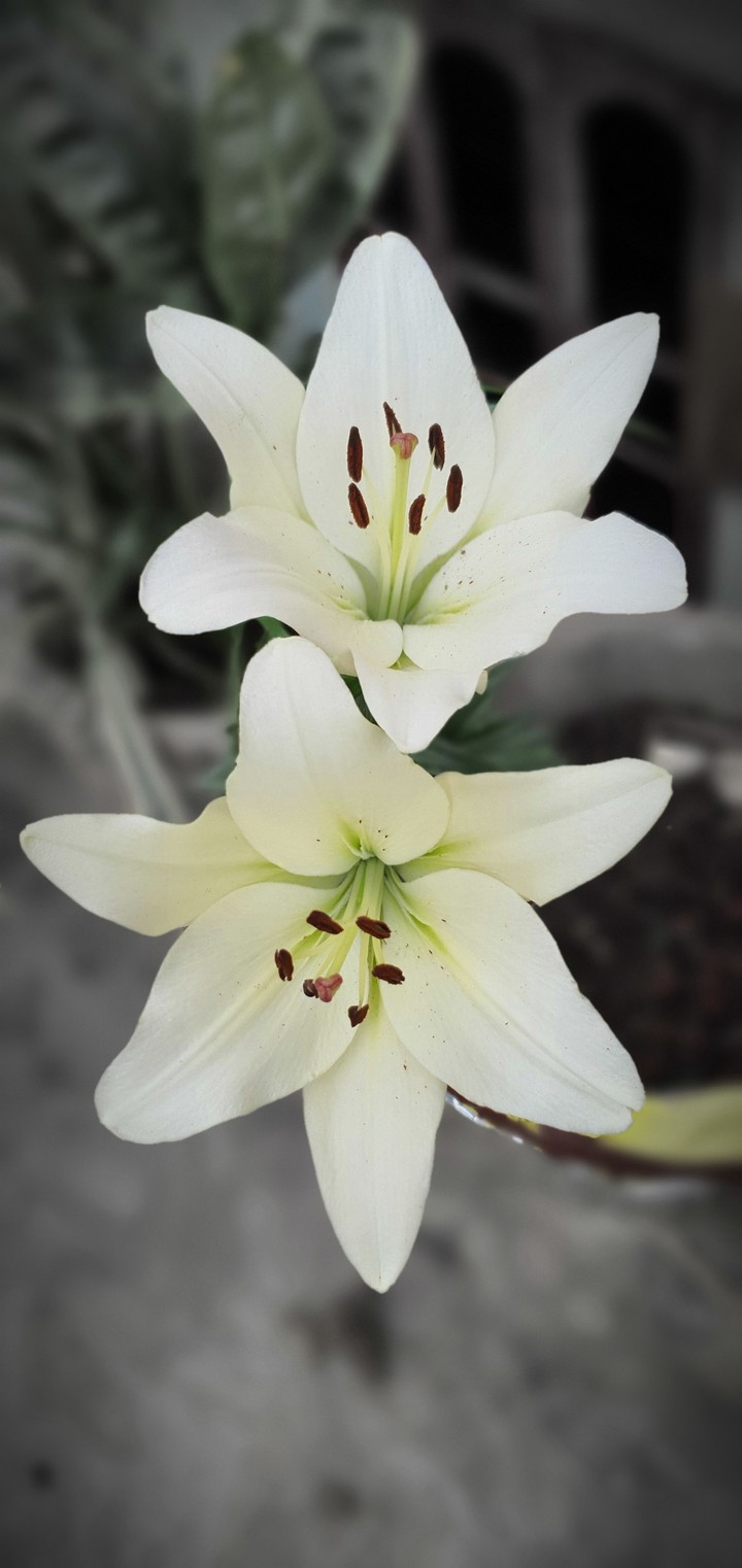 Lilium