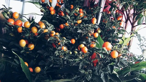 fondos de pantalla fruit, citrus