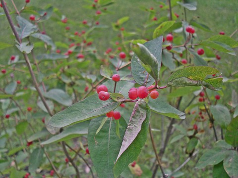 обои plant, flower