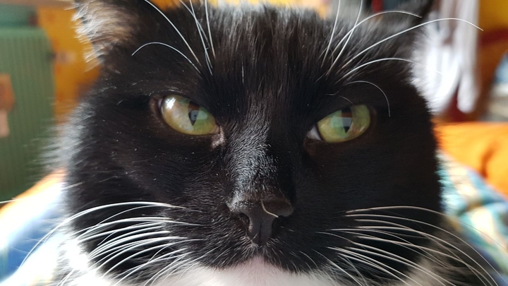 bogy